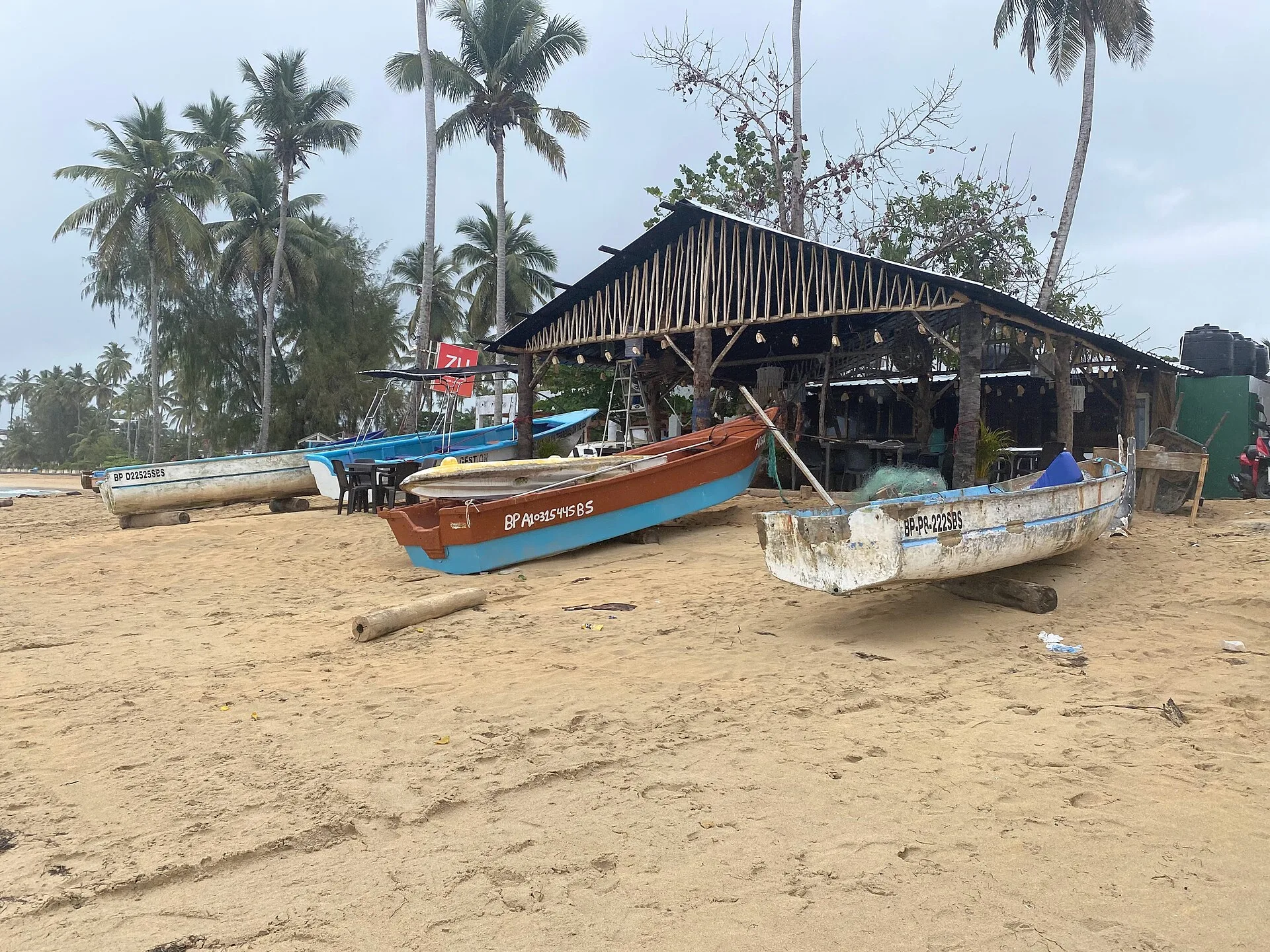 Cocotiers sous un ciel bleu sur une côte tropicale de République dominicaine