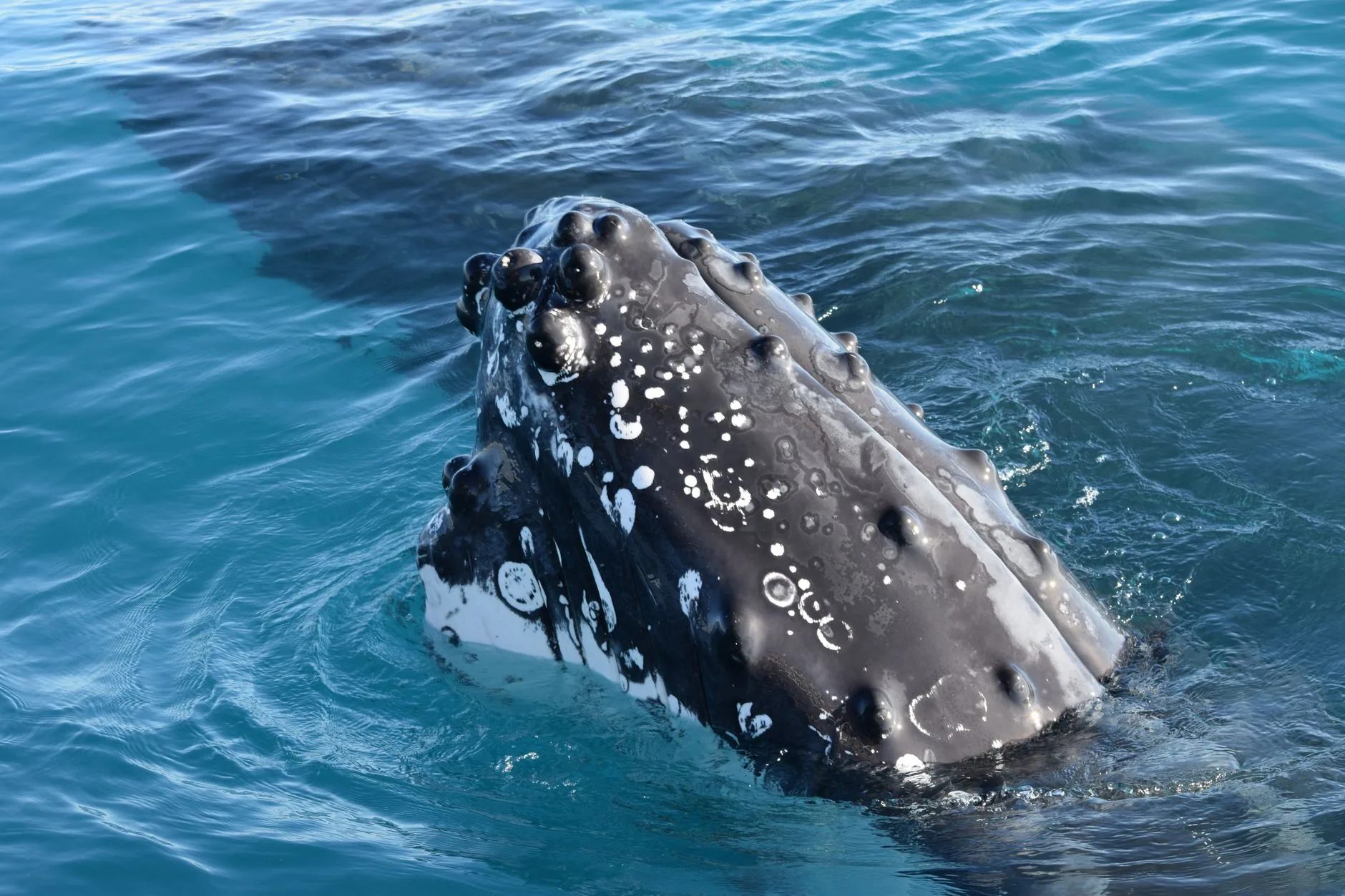 La baie de Samaná et la saison des baleines