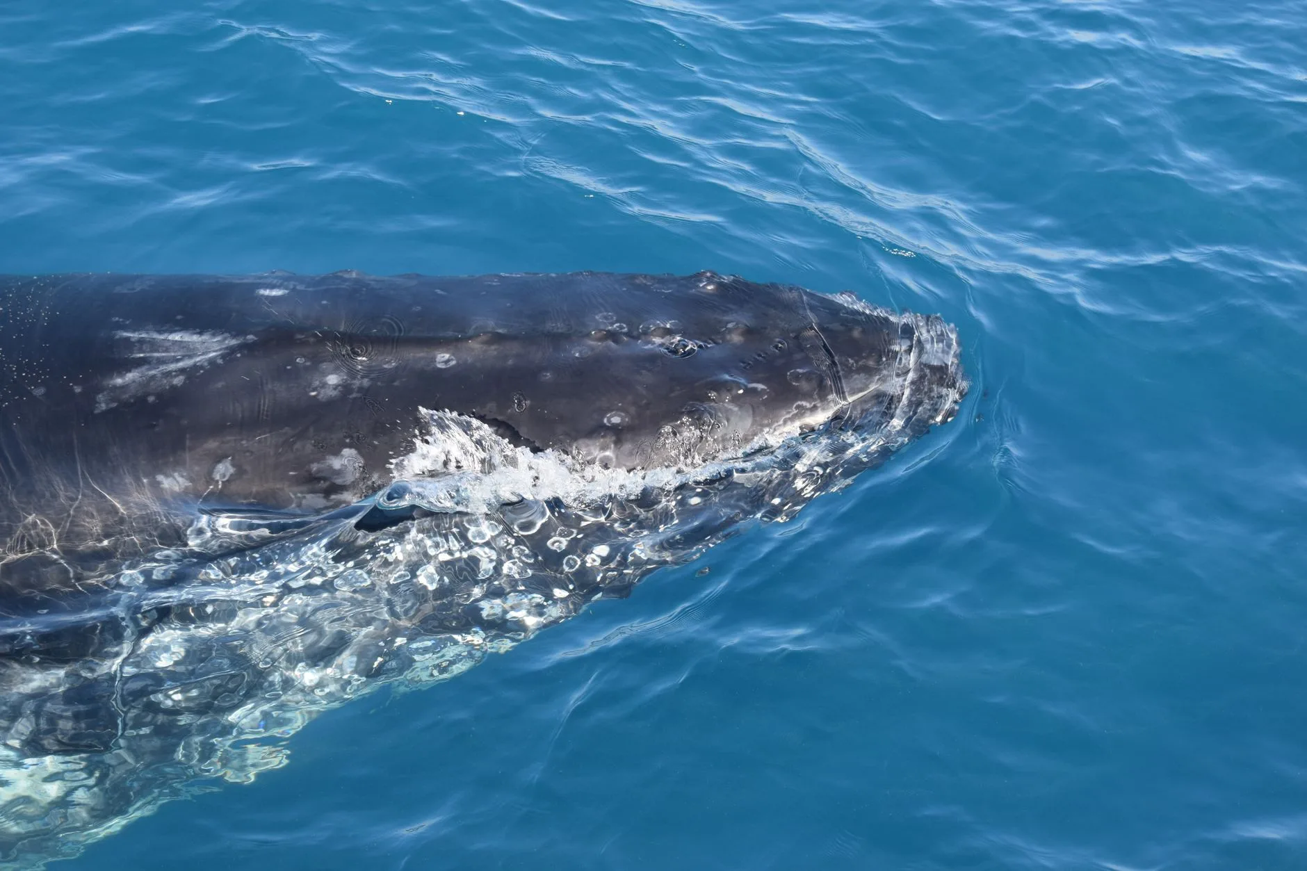 Samaná et Las Terrenas : la saison des baleines à bosse