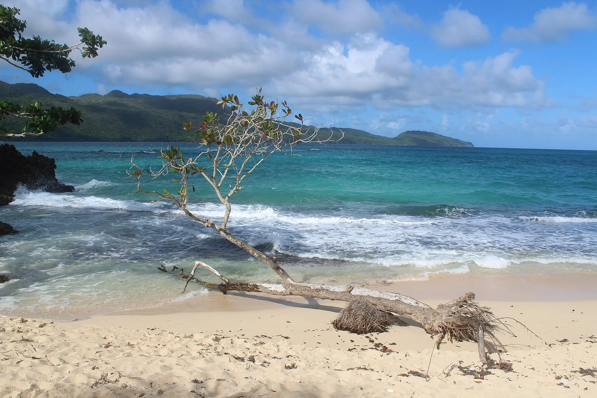 Plage de sable blanc bordée de cocotiers sur la côte des Caraïbes en République dominicaine